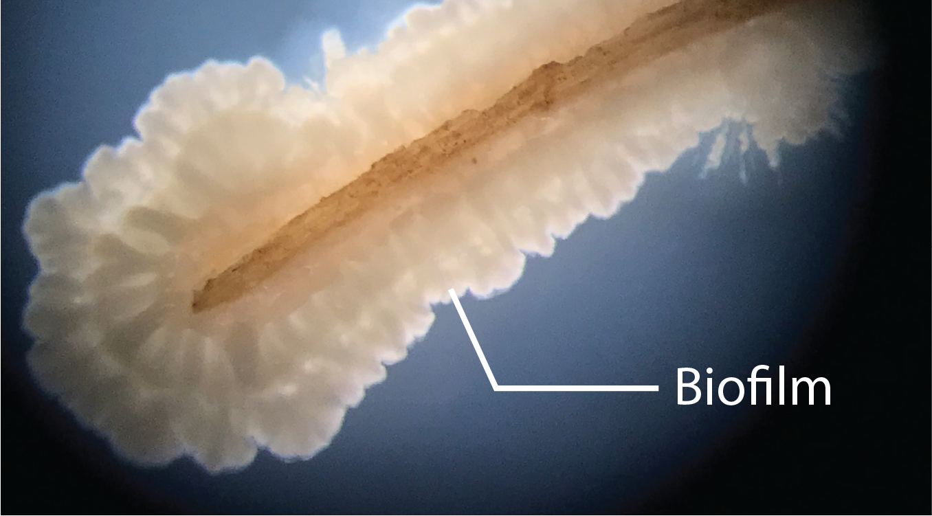 Bacillus Bacillus